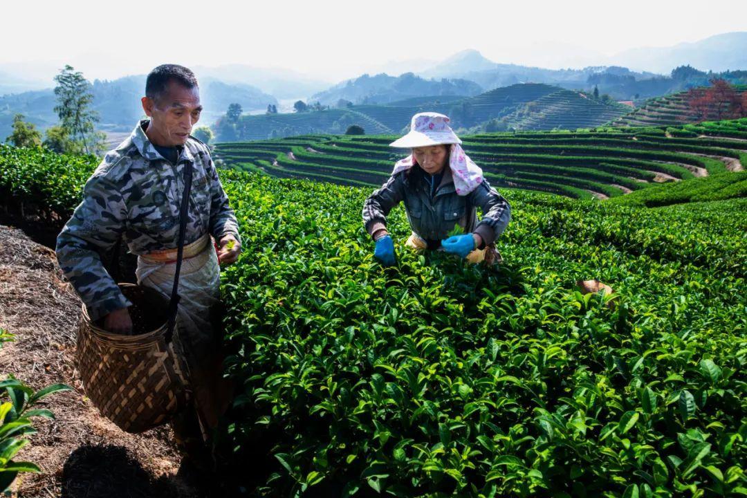 松溪绿茶是什么茶（松溪有什么特产）