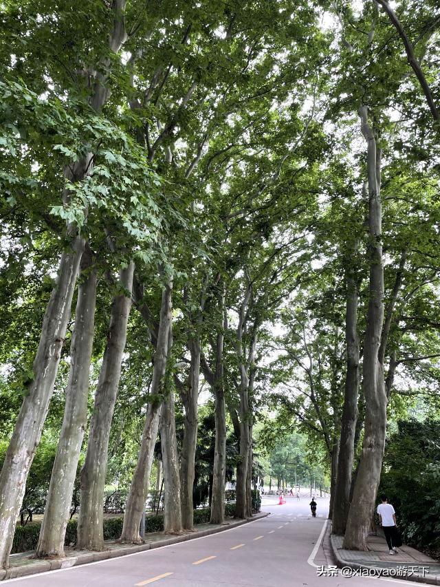 武汉大学必去十大景点介绍（武汉大学校内最值得看的景点）