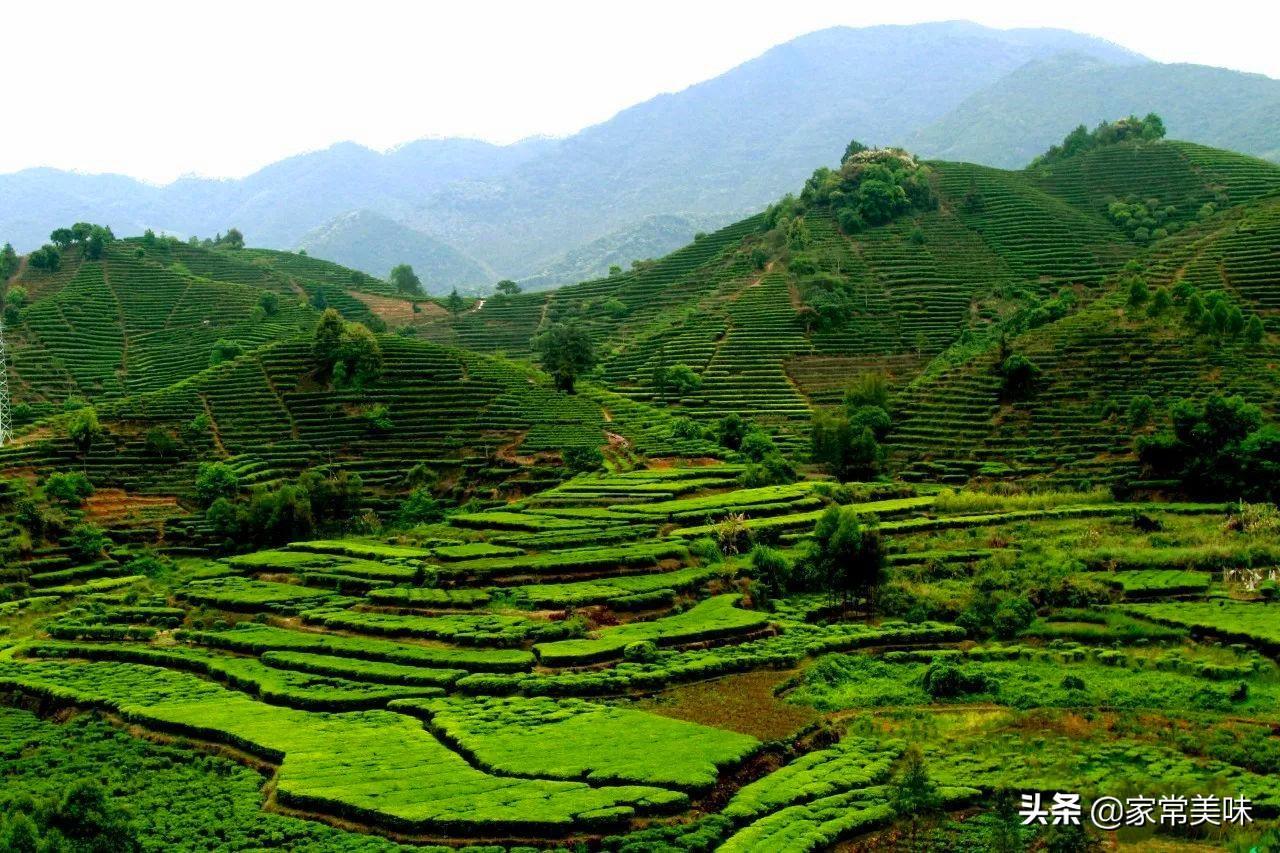 中国喜欢喝茶城市排名（中国最爱喝茶的十大城市）