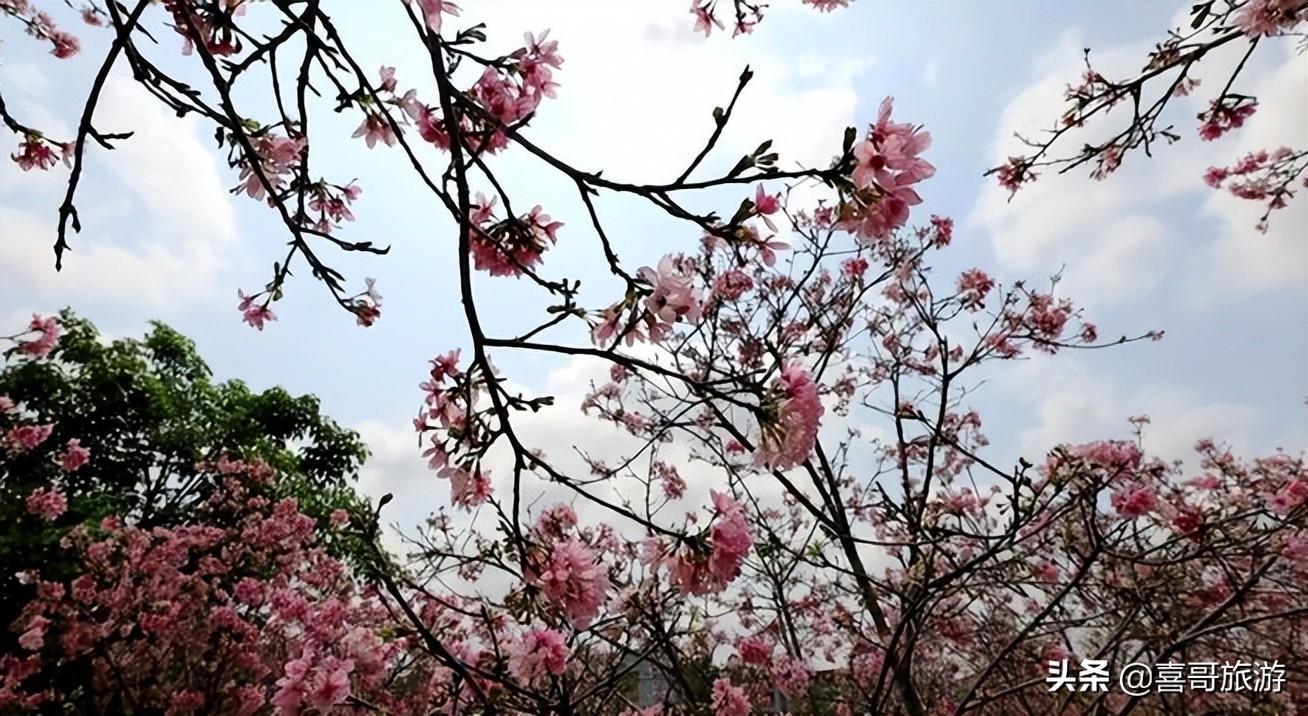 湛江廉江有什么好玩的地方景点（廉江好玩的景点排名榜）