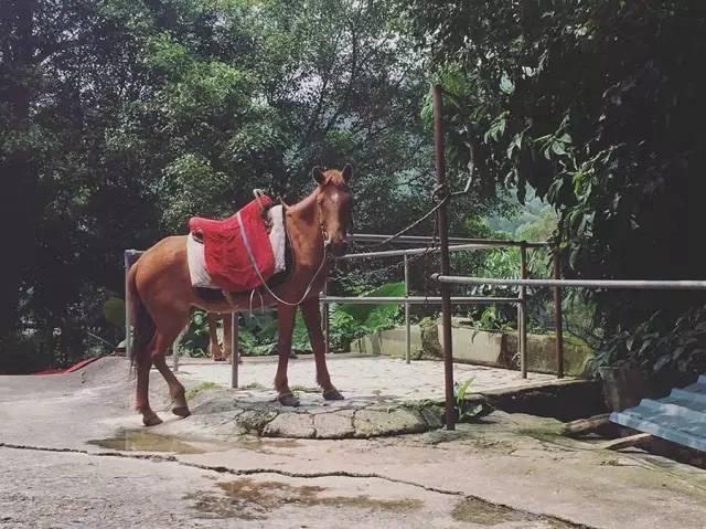 深圳银湖度假村游玩攻略(深圳度假村最受欢迎的是哪个)