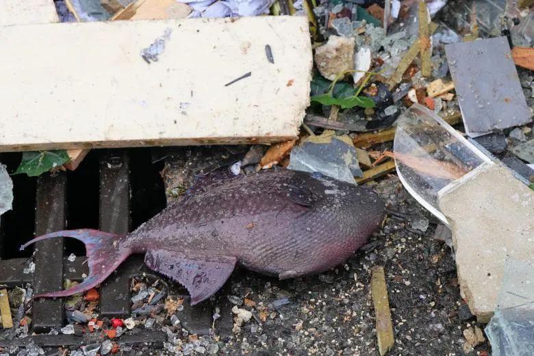 世界最大独立圆柱体水族馆爆裂，制造商介入调查