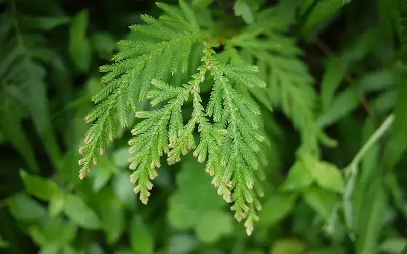 奇妙的植物有哪些（10种奇特的植物）