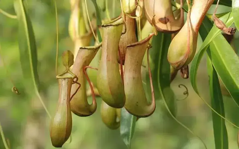 奇妙的植物有哪些（10种奇特的植物）