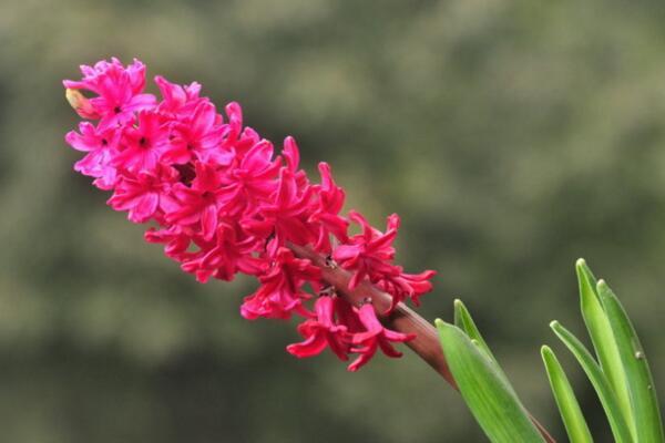 什么花的花语是重生（风信子寓意重生的爱）