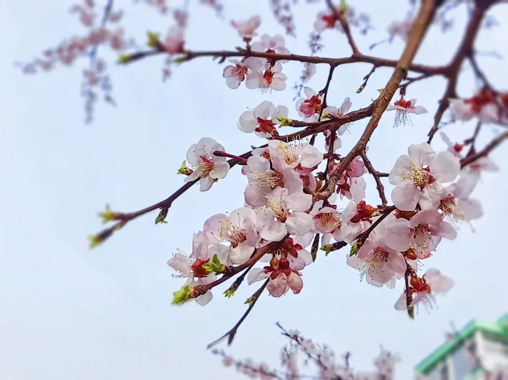 桃花开了发朋友圈说说，桃花盛开发抖音的唯美句子100个